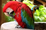 parrots in venezuela