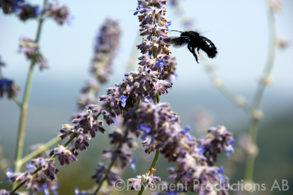 Flight of the bumblebee