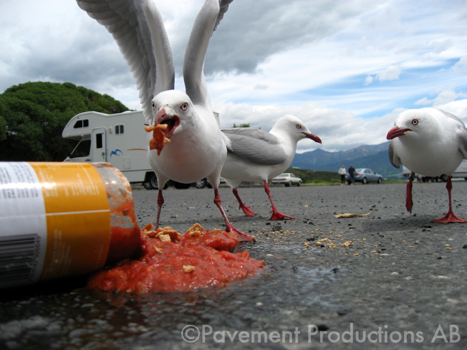 Gulls feasting